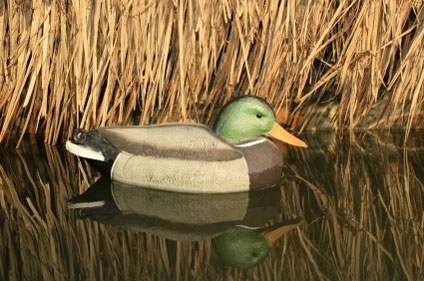 mallard-duck-424