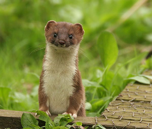 stoat-04