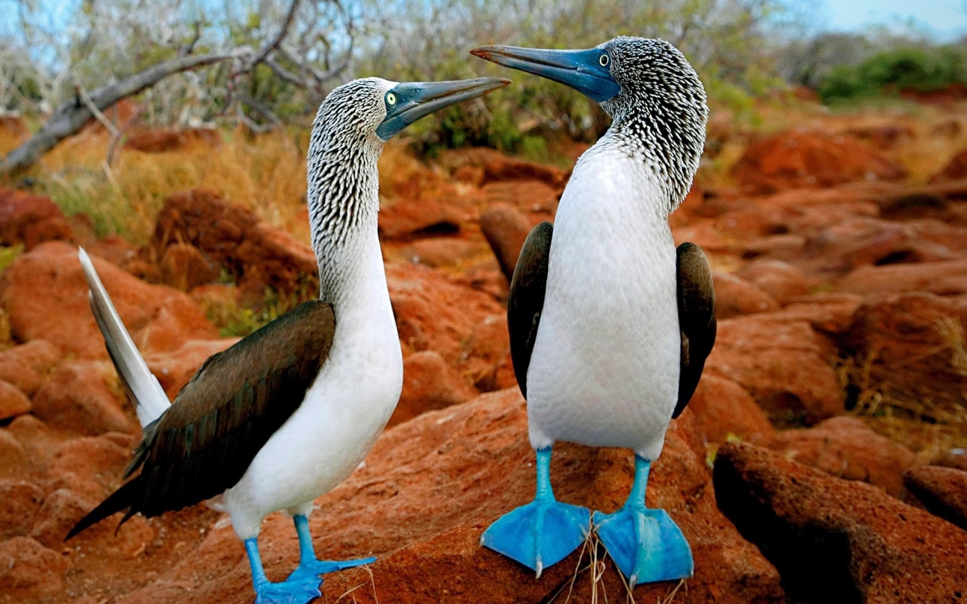 Blue Footed Booby Wallpaper
