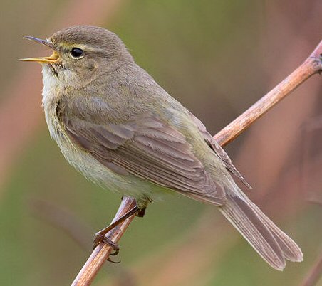 800px-Chiffchaff_-_Phylloscopus_collybita