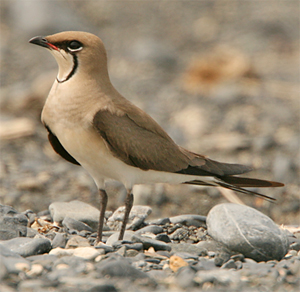 black-winged-pratincole-2-kaz-2007