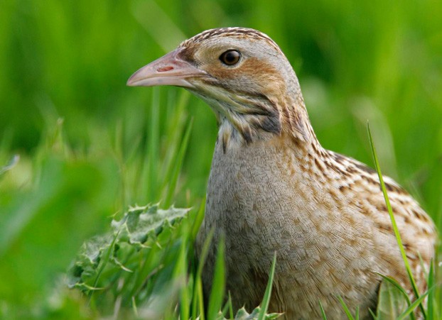 corncrake-rspb01