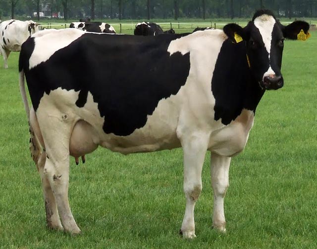 hf-cow-1026945