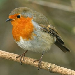 robin_1