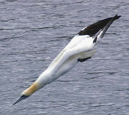 Gannet_(Morus_bassana),_Belmont_-_geograph.org.uk_-_529175