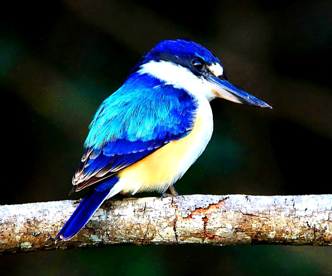 Bird 200 Forest Kingfisher